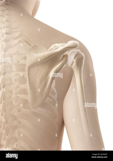 female shoulder - skeletal anatomy Stock Photo - Alamy