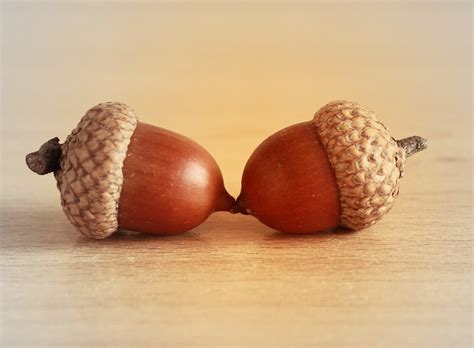 Types Of Acorns