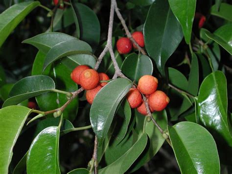 Ficus benjamina (Moraceae) image 4894 at PlantSystematics.org