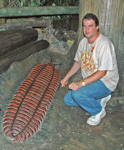 Arthroplerua fossil myriapod (model) (Pennsylvanian) | Flickr