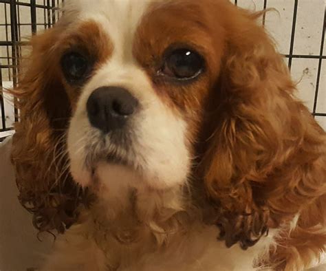 Cavalier King Charles Spaniel Dog for Adoption near Pennsylvania, Morgantown WV, U… | Cavalier ...