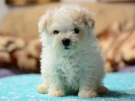 35+ Cute Puppies That Dont Grow Or Shed Picture - Codepromos