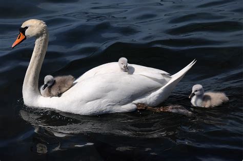 White swan and baby's swan on body of water, cygnets HD wallpaper | Wallpaper Flare