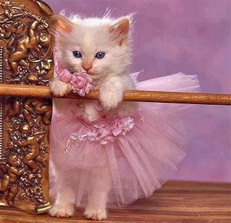 Cute Cat 3D Wallpaper - 49+ 3D Cat Wallpaper for Computer on WallpaperSafari : See high quality ...