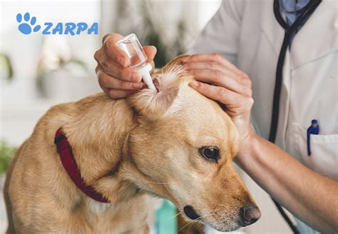 Otitis en perros: síntomas, causas y tratamiento | Clínica Veterinaria ...