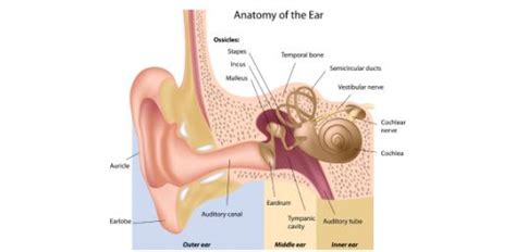 A Basic Ear Anatomy Review Quiz! | Attempts: 11710 - Trivia & Questions