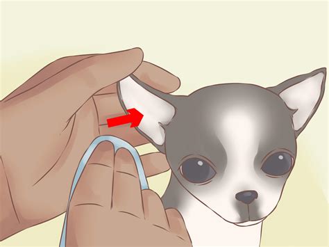 How to care for a chihuahua dog