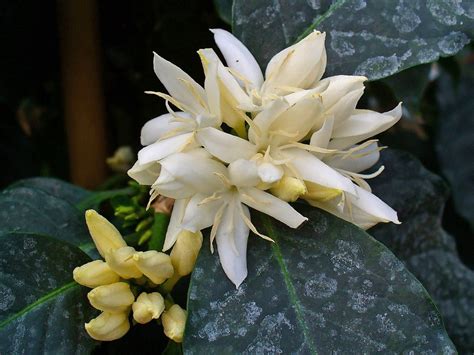 flower of coffea arabica by H. Zell Wikimedia Commons - Earth Buddies