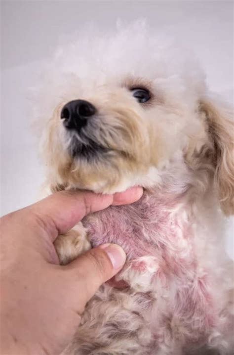 Yeast Infection On Dogs Skin: What You Should Know | Kingsdale Animal ...