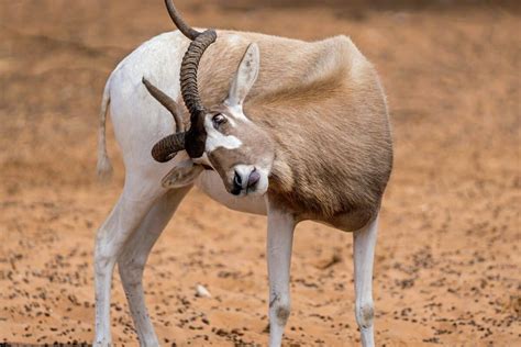 Top 10 Animals With Horns In The World - Animals Around The Globe