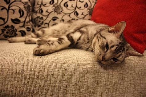 Free Images : animal, kitten, sofa, nap, pets, whiskers, lazy ...