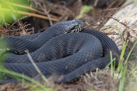 Florida banded water snake | Six Mile Cypress Slough | Flickr
