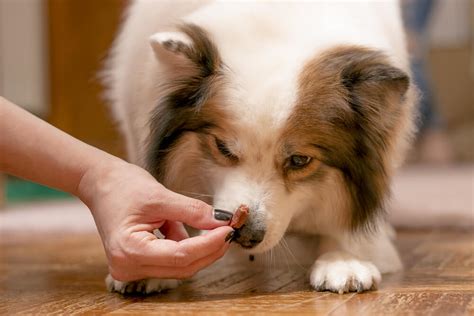 The Best Healthy Dog Treats: Our Top 8 Picks Reviewed - Veterinarians.org