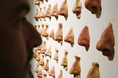 Types of Noses ?? Comparing Shapes & Genetic Information!