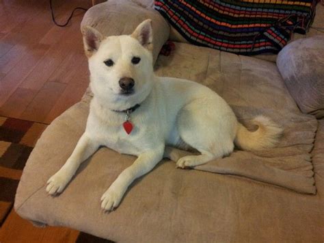 White shiba inu. Such a little cutie! Puppy Pics, Puppy Pictures, Puppy Love, Chow Chow, Akita ...