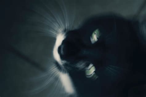 Free stock photo of black and white, cat, eyes