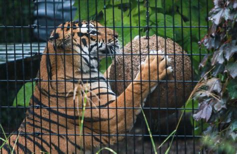 Washington Park Zoo animals on 'staycation' | Michigan City News | nwitimes.com