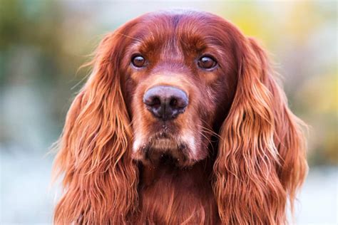 Irish Setter Dog Breed Information with Photos & Videos