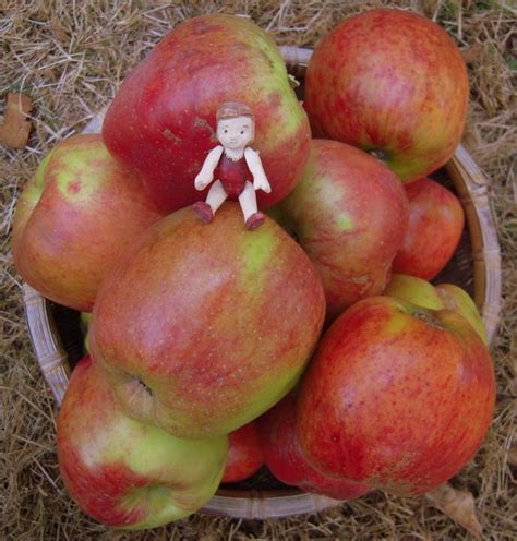 Apple Pip in October | Quimper Hittys