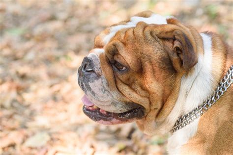 Portrait of English bulldog - Creative Commons Bilder