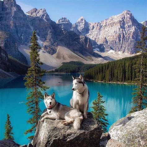 Moraine Lake, Alberta, Canada | Animals beautiful, Animals, Animals wild