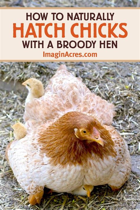 How to hatch eggs with a broody hen – Artofit