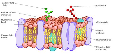 Cell Membrane Diagrams | Diagram Link | Cell membrane, Cell membrane structure, Membrane