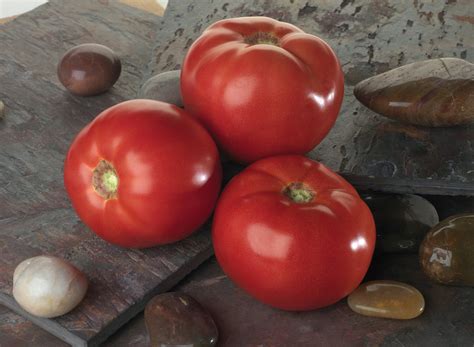 Bella Rosa F1 Tomato – Victory Seed Company