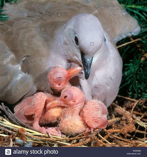 Collared Dove Nest Stock Photos & Collared Dove Nest Stock Images - Alamy