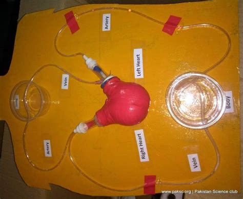 working model of heart and circulatory system of human | Human body systems projects, Body ...