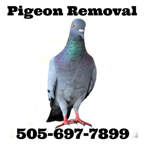 pigeon removal master falconer albuquerque new mexico 505-697-7899