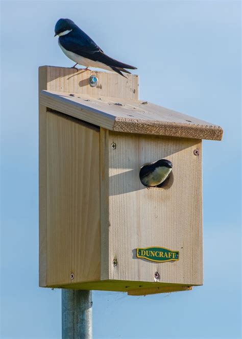 Swallow Bird House Swallow Bird House | Bird house, Swallow bird, Bird