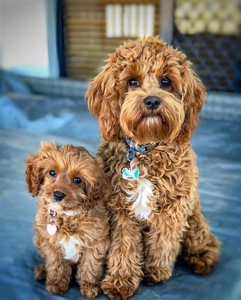 Full Size Cavapoo Black And Tan