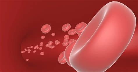 Platelets Flow Blood Vessels3d Animation Stock Footage Video (100% ...