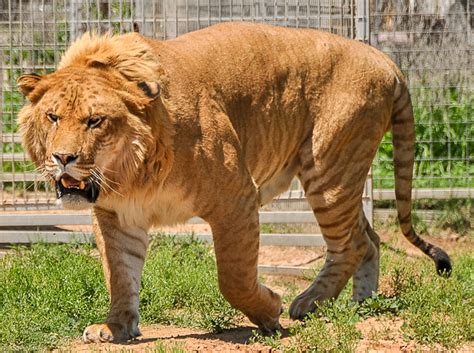 Liger | This is Levi, the second biggest cat in the world. Y… | Flickr