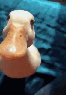 Duck Fall Back GIF - Duck Fall Back Cute - Descubre y comparte GIF