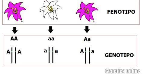 Biologia Bachillerato 2016 Resumen: Fenotipo y Genotipos