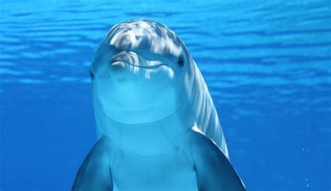 Tout savoir sur les dauphins, éthologie du dauphin : où vit-il, comment vit-il