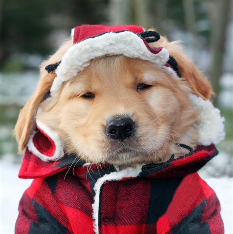 25 Dogs Bundled Up For Winter