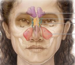 Respiratory System Flashcards | Quizlet