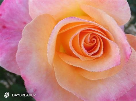 Daybreaker. Hybrid Tea Rose (bare rooted)