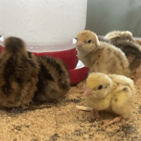 Jumbo Quail Fertile Hatching Eggs - Available Now