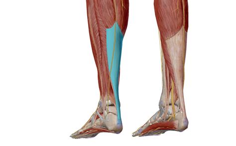 Tendinitis vs Tendinosis - Motion Science Physiotherapy