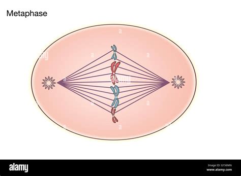 Diagram of Metaphase of Mitosis in an animal cell Stock Photo - Alamy