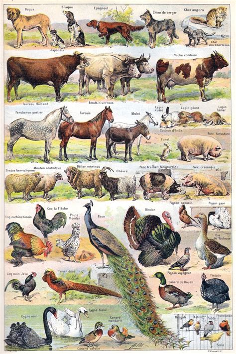 Animals Illustration Vintage Art Free Stock Photo - Public Domain Pictures