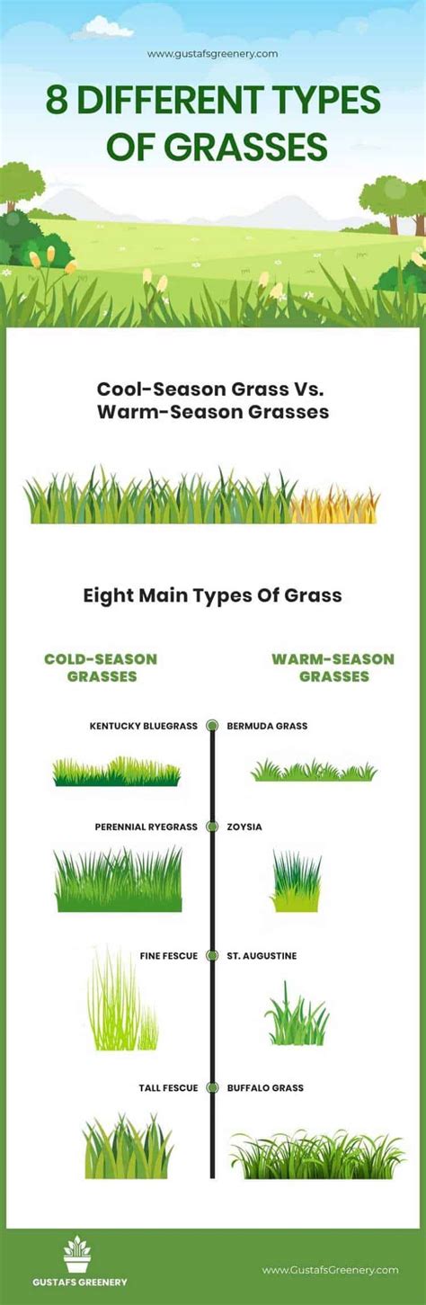 Understanding The 8 Main Grass Types