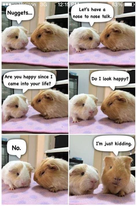 Pin on Guinea pigs funny