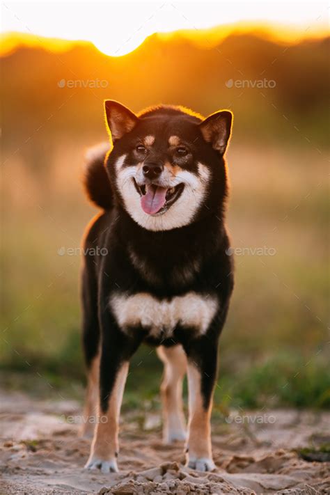 Young Black And Tan Shiba Inu Dog Outdoor Stock Photo by Great_bru