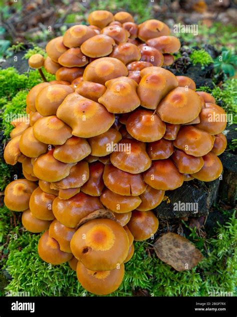 Shiny mushrooms hi-res stock photography and images - Alamy