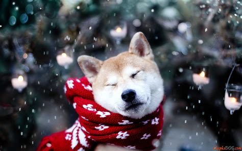 Dog, Shiba Inu wallpaper | animals | Wallpaper Better